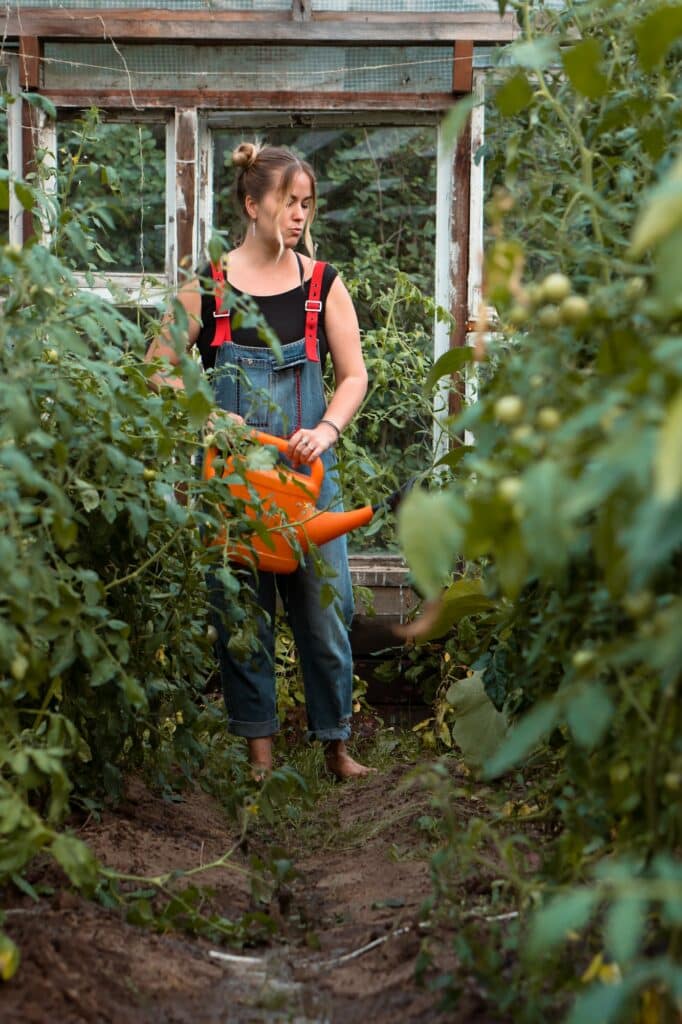 Bewässerung von Tomaten