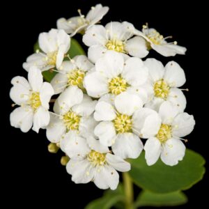 Spierstrauch Blüte