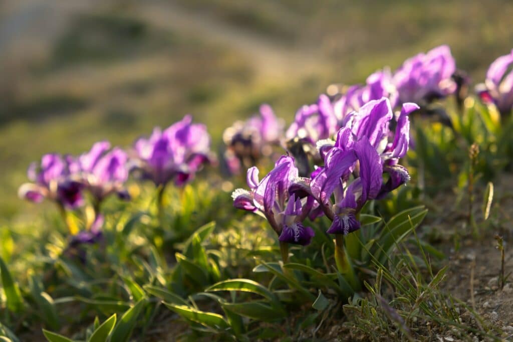 Zwerg-Iris - Iris pumila