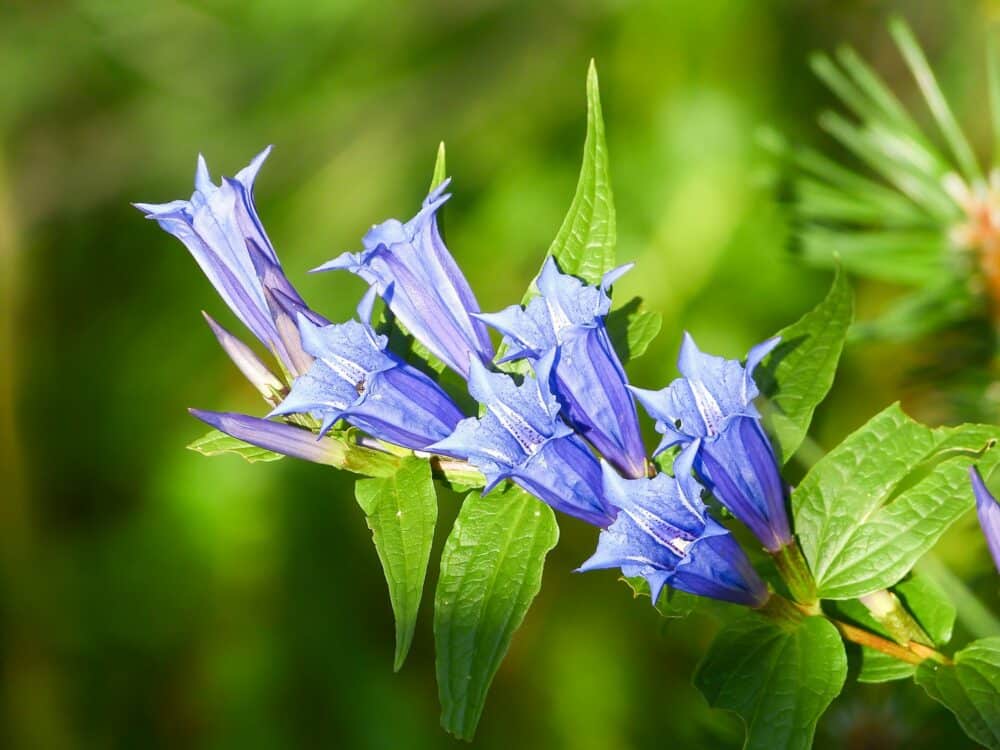 Schwalbenwurzenzian - Gentiana asclepiadea