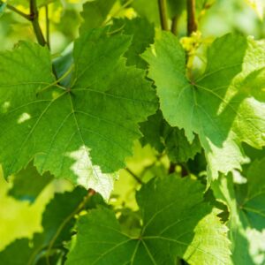 Gesunde Weinrebenblätter im Gegenlicht an der Rebe