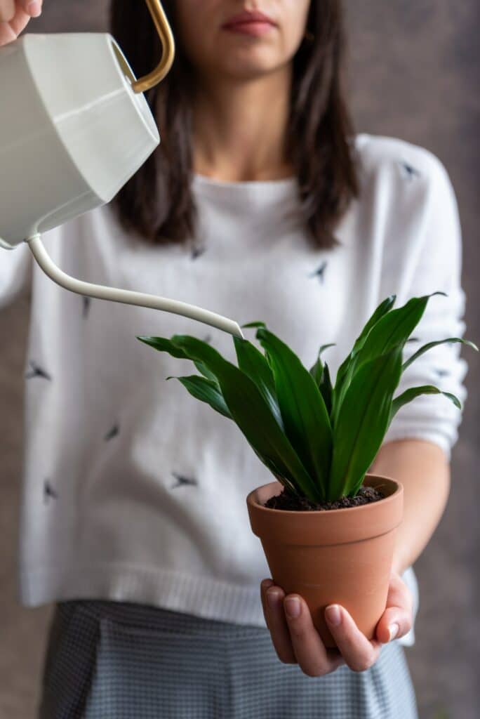 Dracena gießen