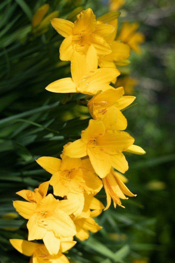 Gelbe Taglilie - Hemerocallis lilioasphodelus