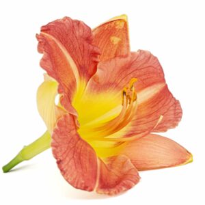 Lachsrosa Taglilienblüte mit gelbem Schlund, freigestellt auf weißem Hintergrund