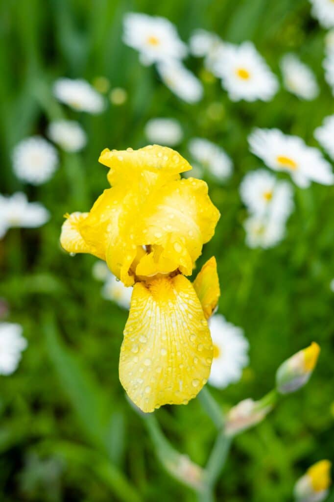 Gelbe Schwertlilie - Iris pseudacorus