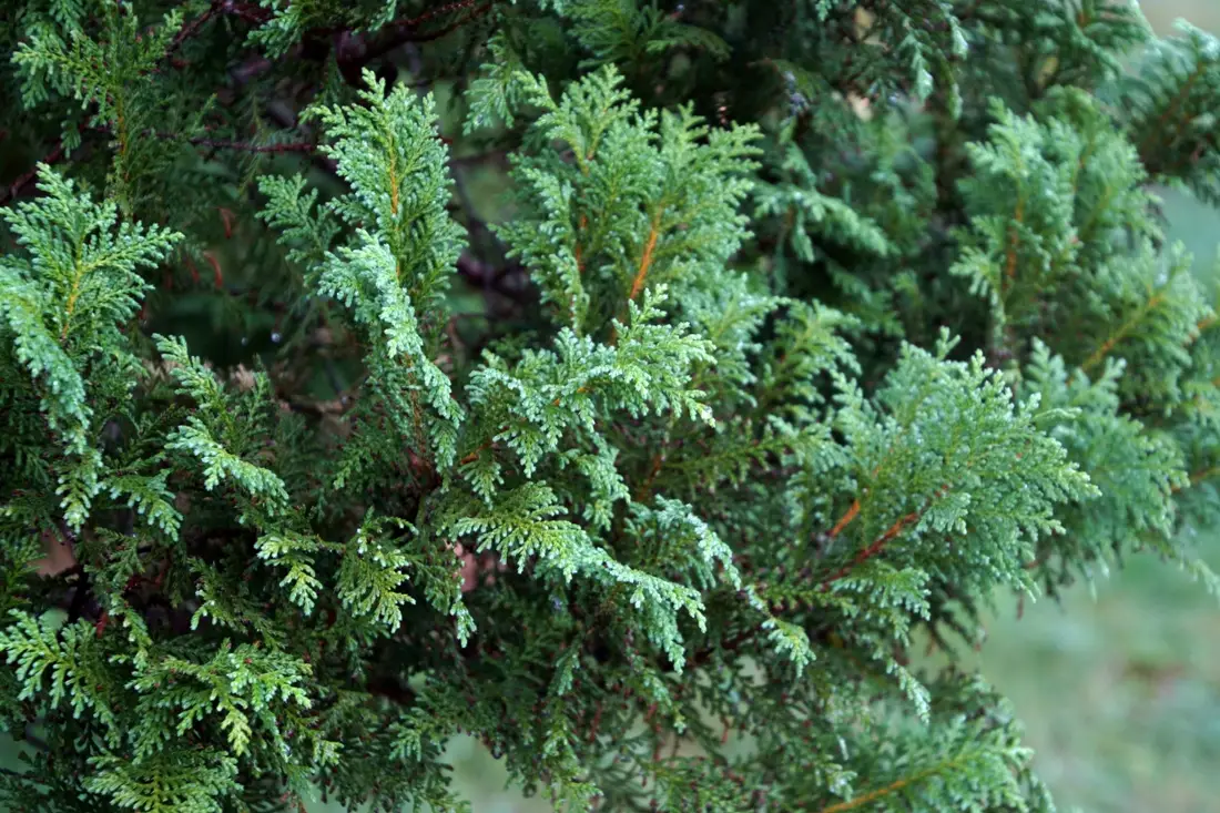 Sawara-Scheinzypresse (Chamaecyparis pisifera) mit feinen fadenförmigen, überhängenden Zweigen