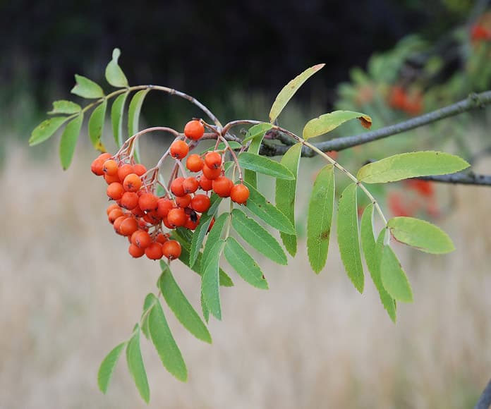 Vogelbeere (Sorbus aucuparia)​