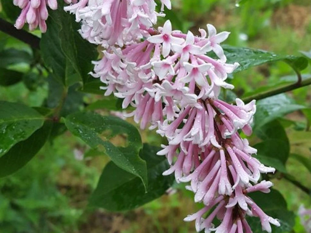 Sweginzow-Flieder (Syringa sweginzowii)​
