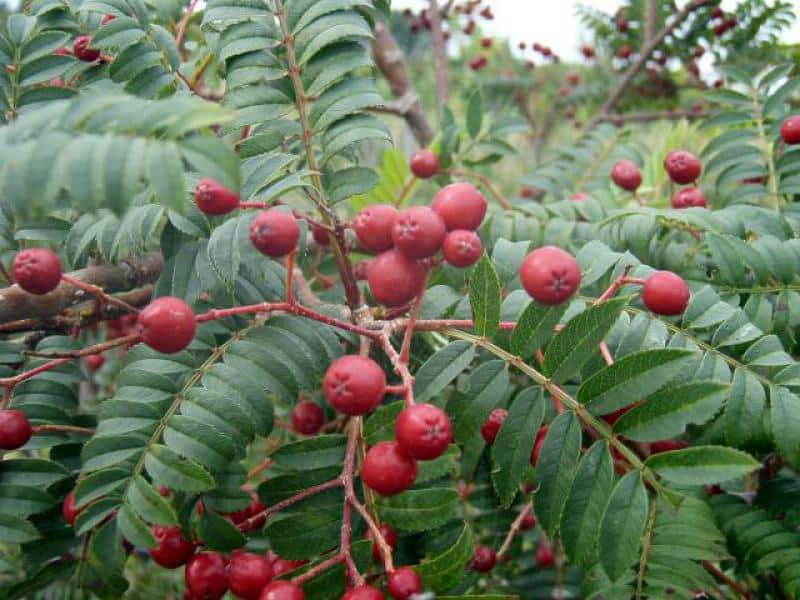 Spätblühende Eberesche (Sorbus serotina)​