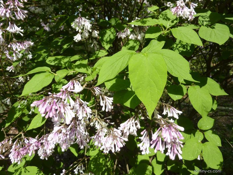 Amur-Flieder (Syringa reticulata var. mandshurica)​
