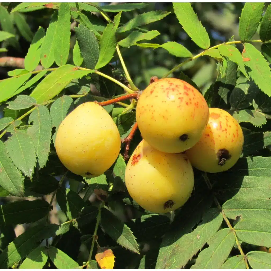 Speierling (Sorbus domestica)​