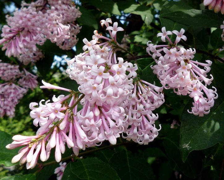 Ungarischer Flieder (Syringa josikaea)​