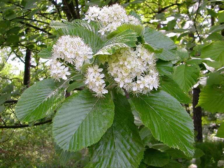 Sorbus aria (Mehlbeere)
