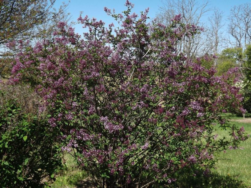 Julians Flieder (Syringa julianae)​