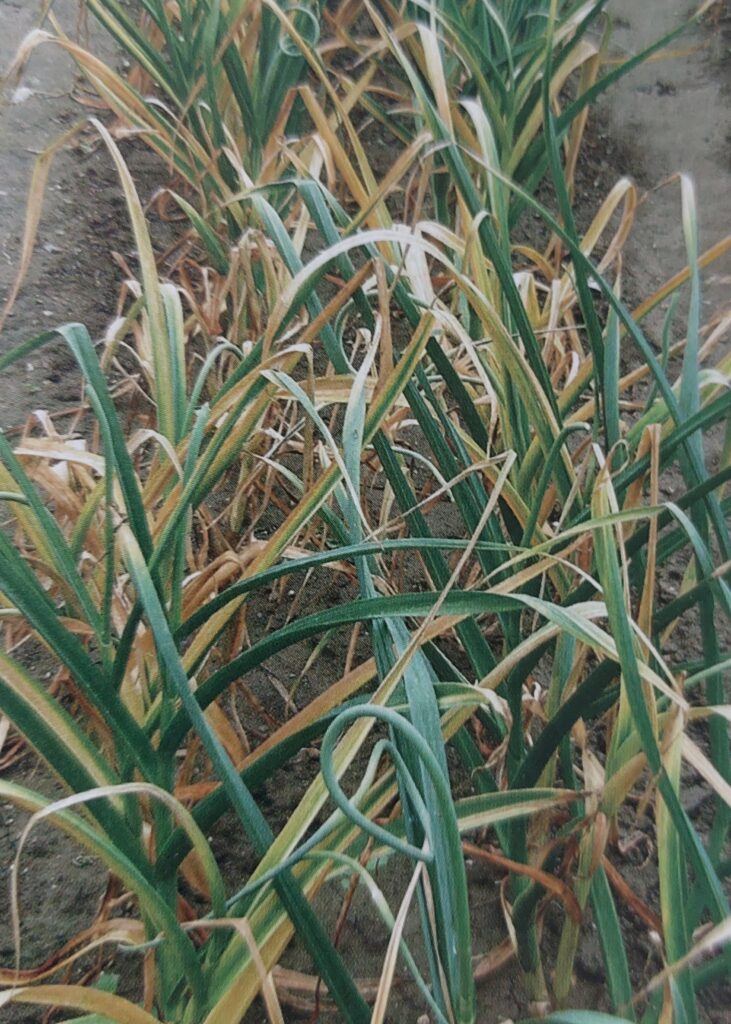 Weißfäule – Symptome am Knoblauch