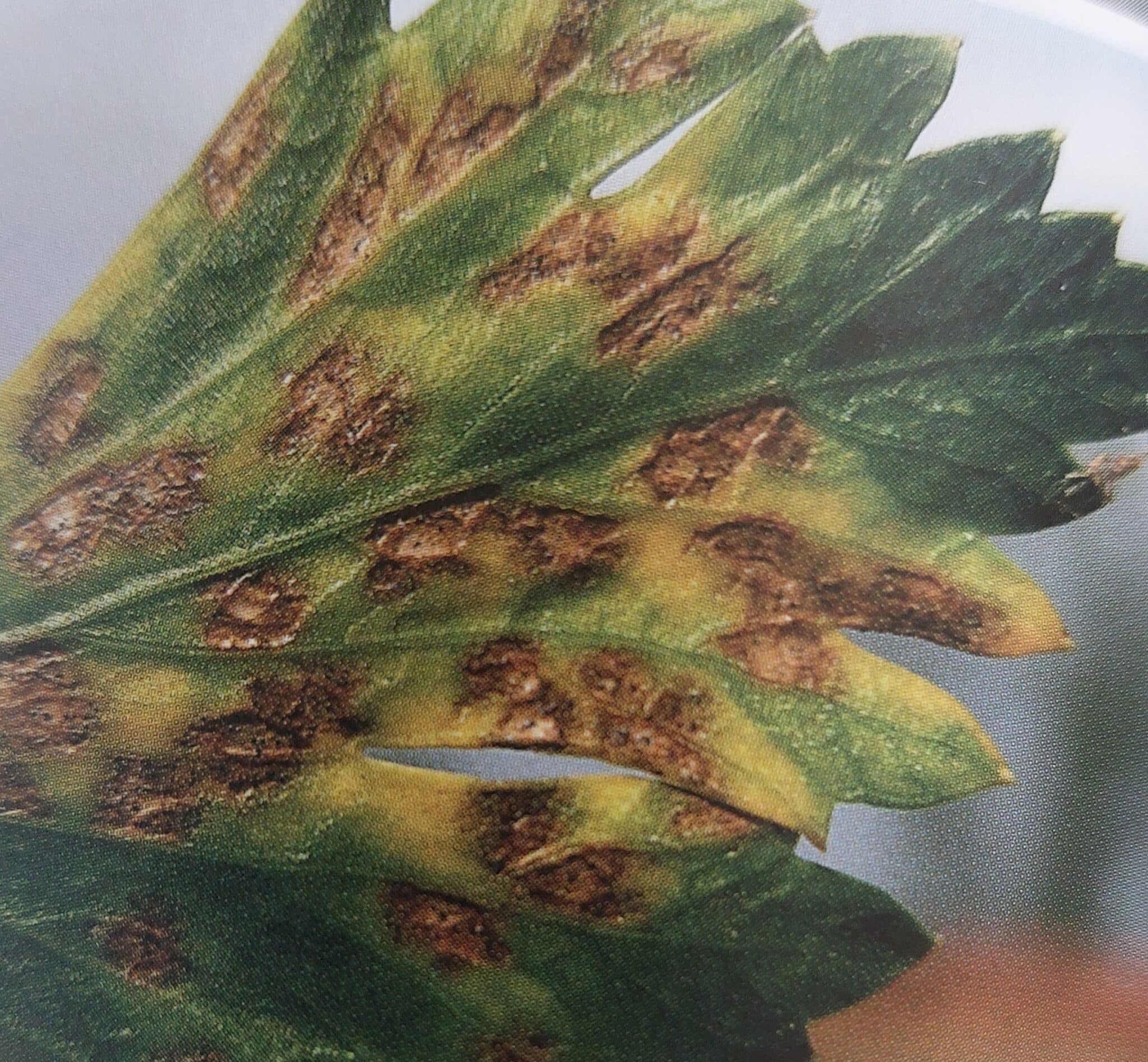 Septoria-Blattfleckenkrankheit des Selleries