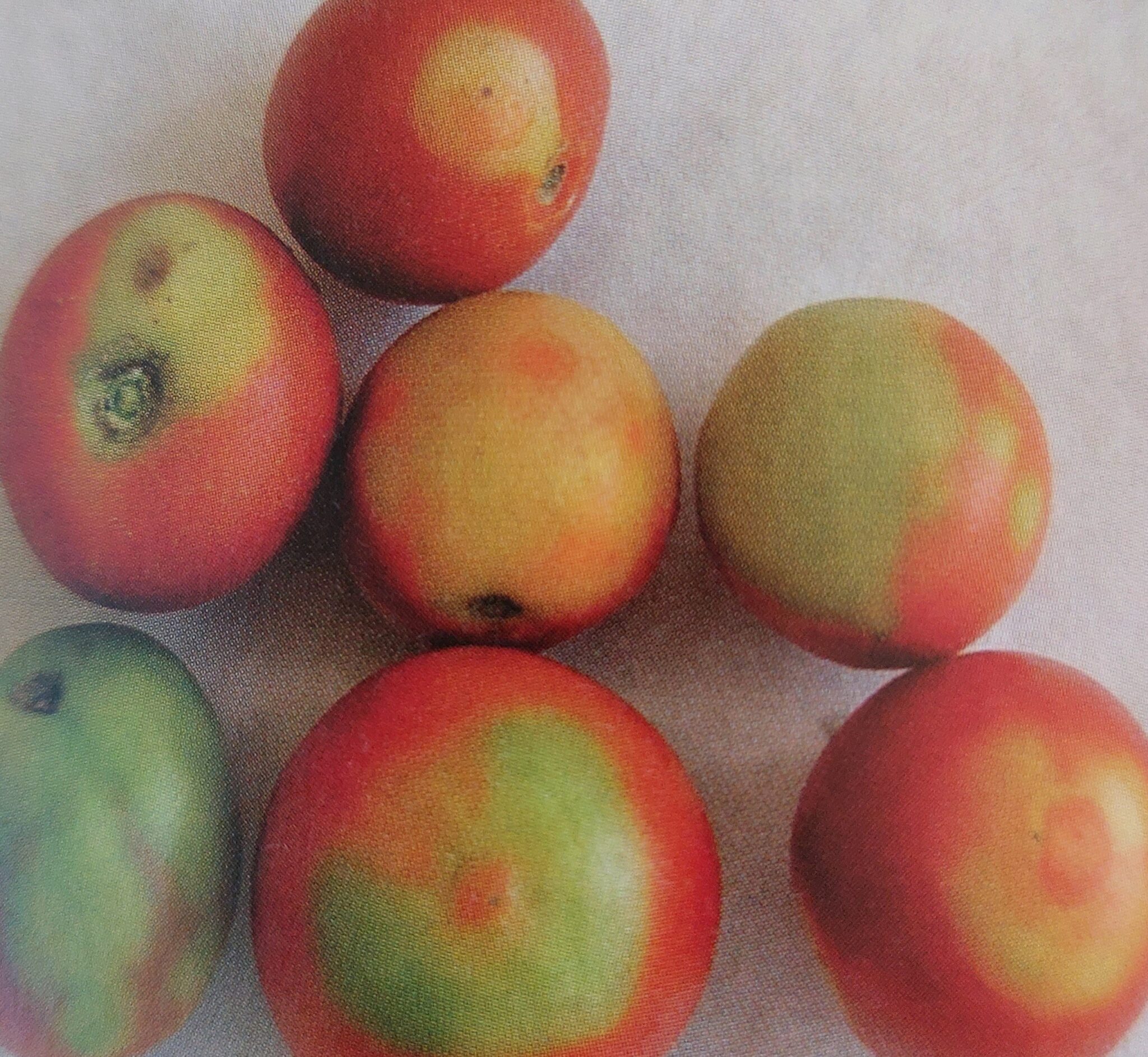Virusbronzekrankheit der Tomate - Symptome an den Früchten