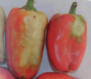 Bronzefleckenkrankheit an einer Paprikafrucht – helle Ringe und Flecken