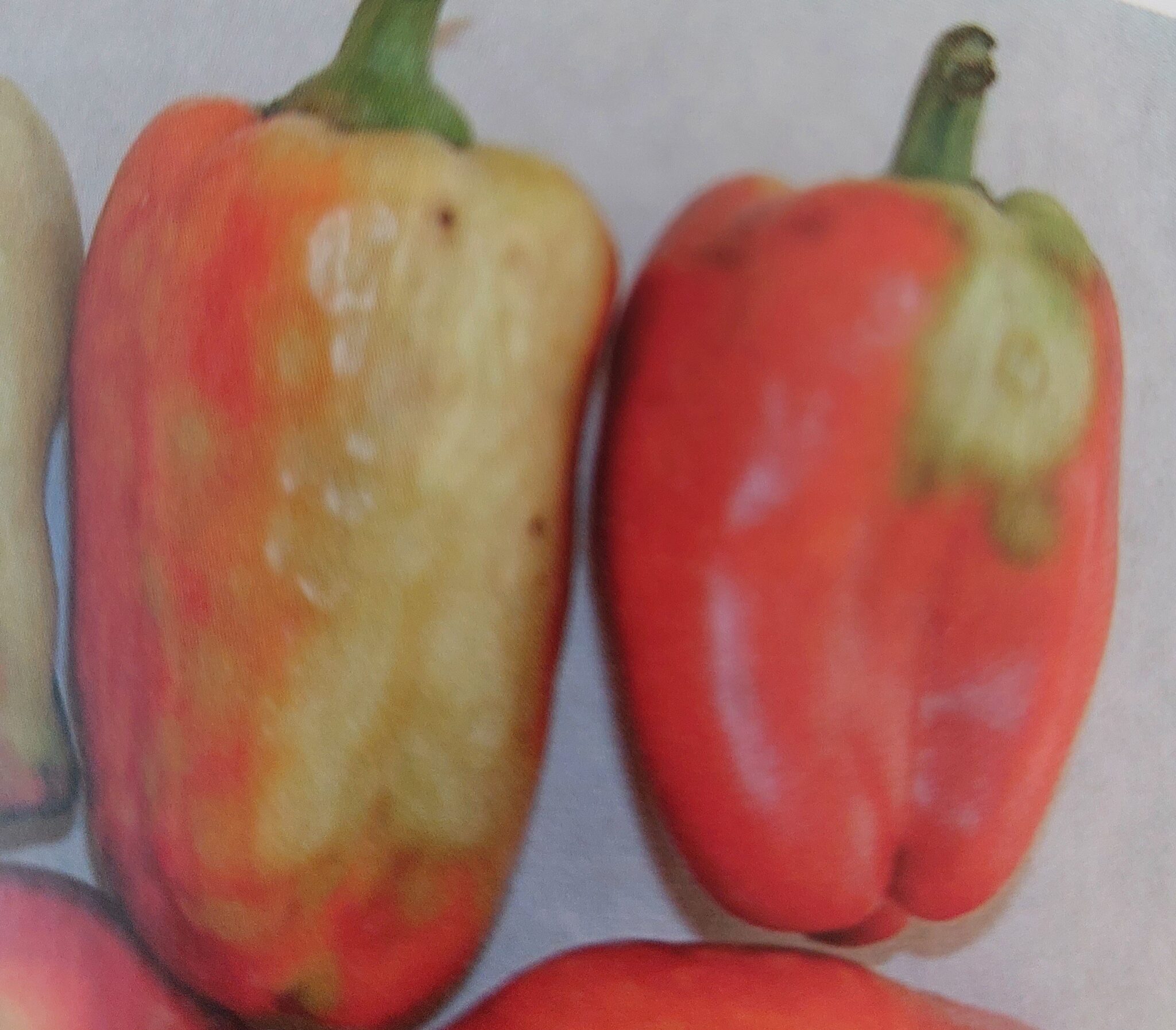 Tomatenbronzefleckenvirus auf Paprika