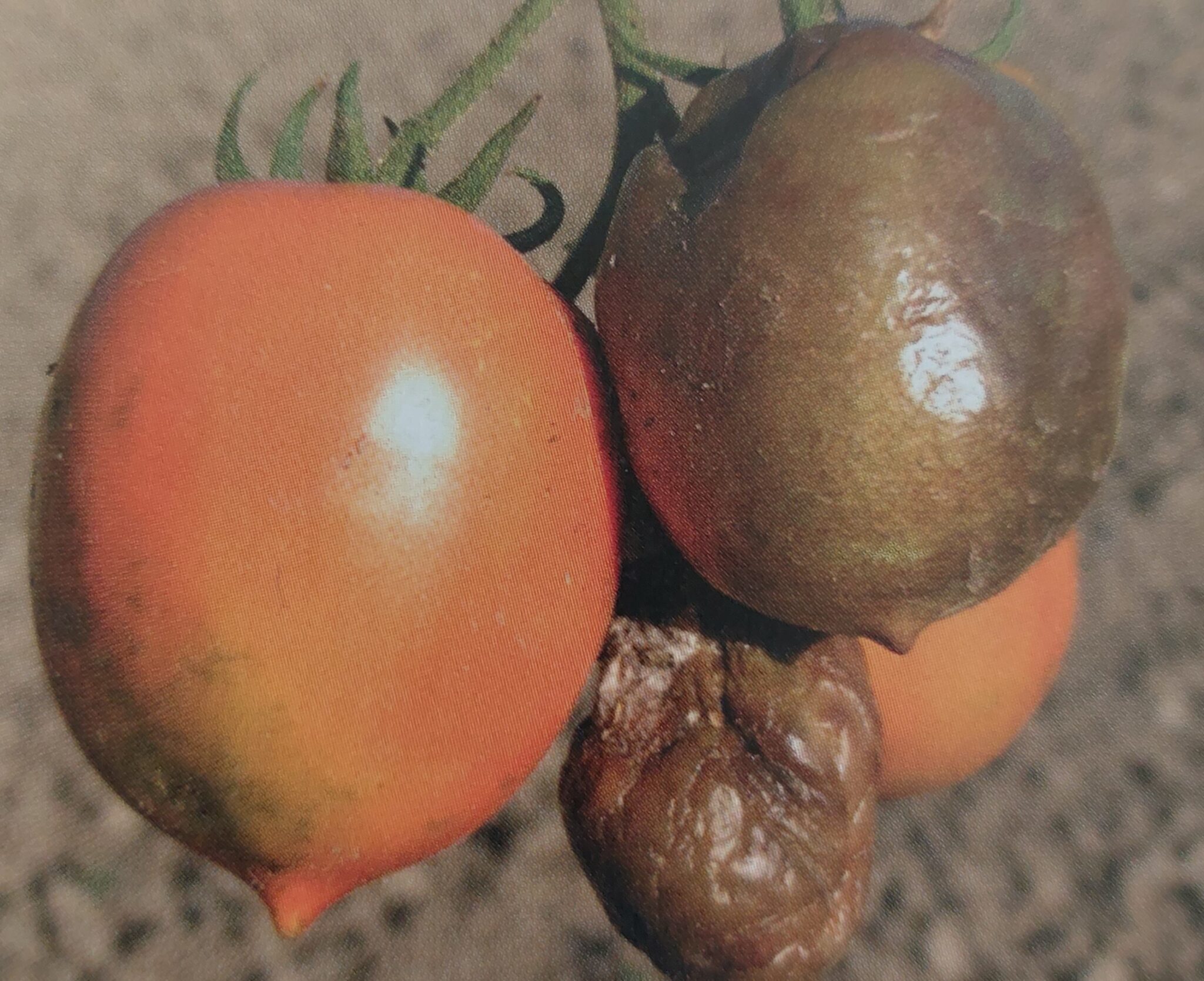Tomatenschimmel – beschädigte Früchte