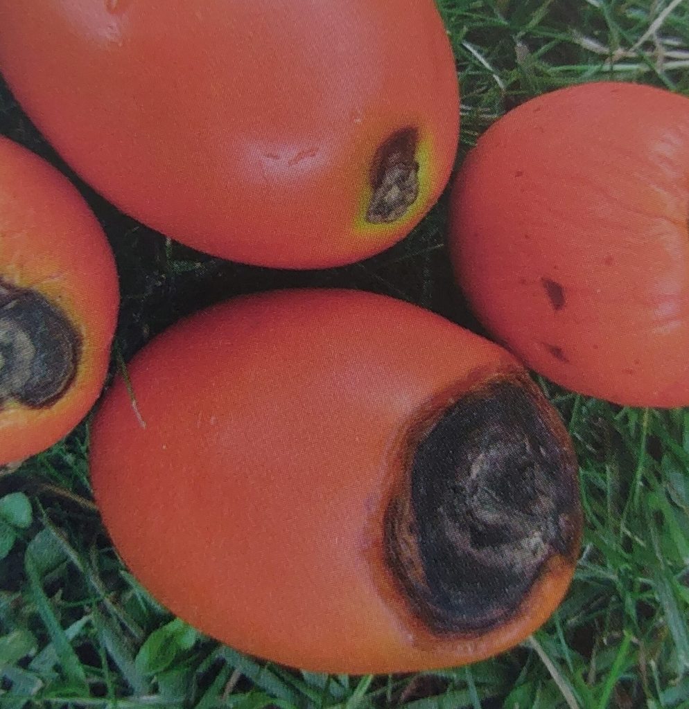 Dürrfleckenkrankheit der Tomate – braune, eingesunkene Flecken an der Frucht
