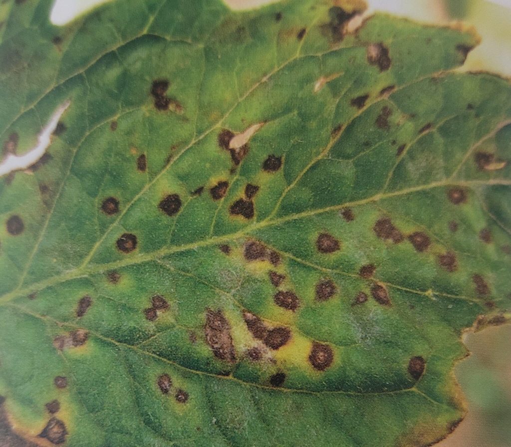 Septoria-Blattfleckenkrankheit der Tomate – runde Flecken mit hellem Zentrum auf den Blättern