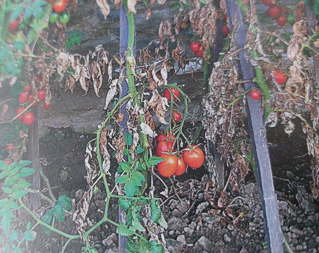 Stark von der Septoria-Blattfleckenkrankheit befallene Tomatenpflanzen