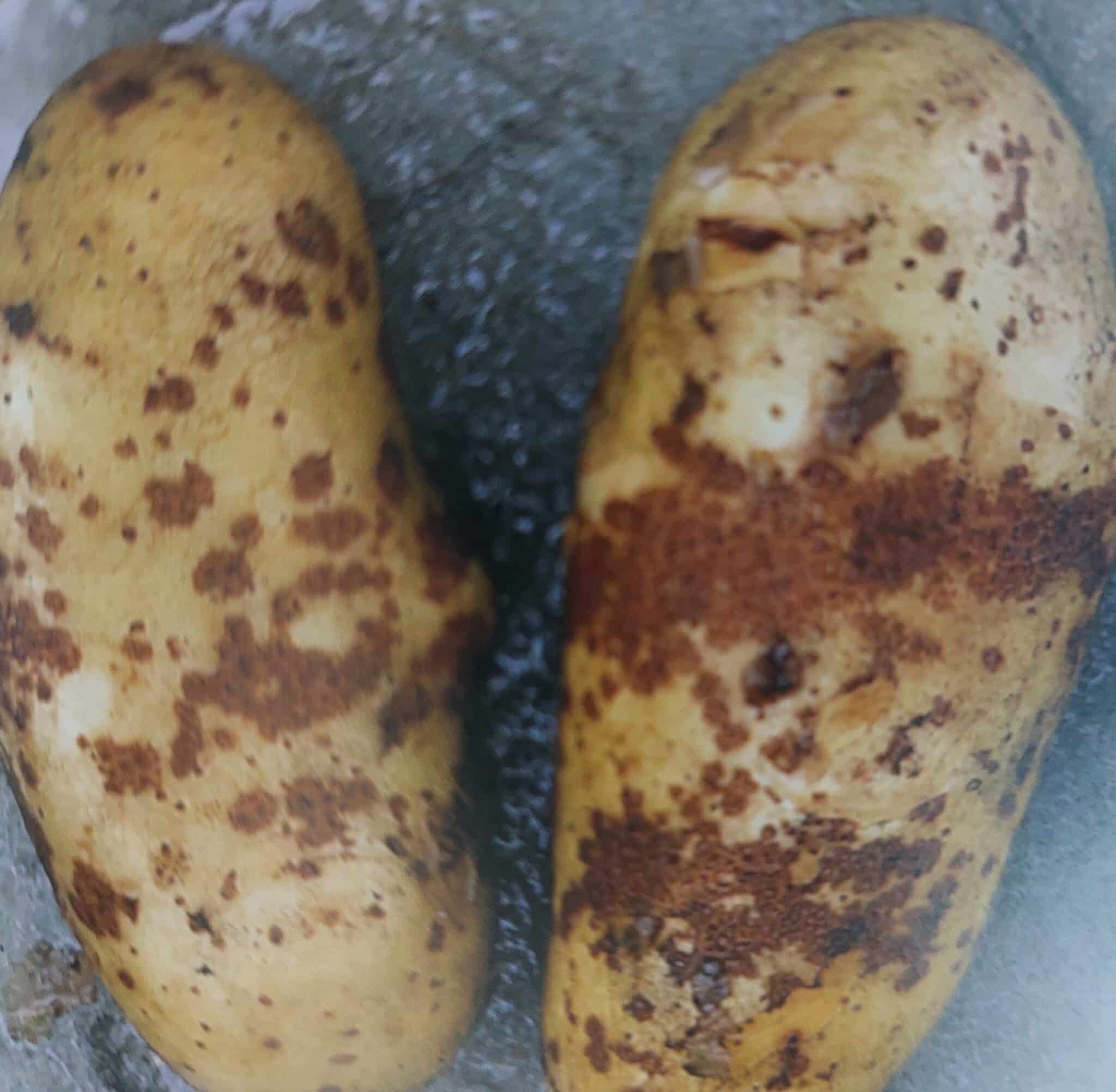 Kartoffelschorf – Symptome an den Knollen