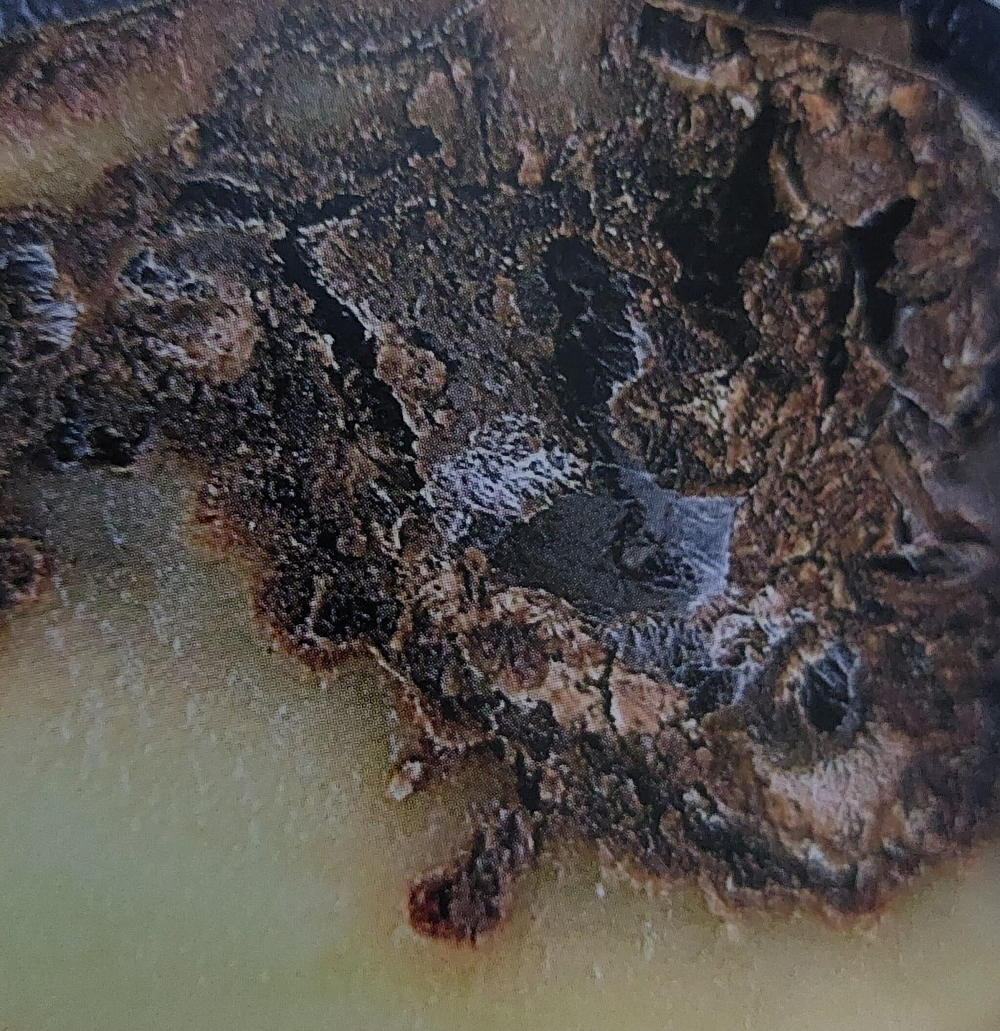 Phoma-Fäule der Kartoffeln - befallene Knolle - Querschnitt