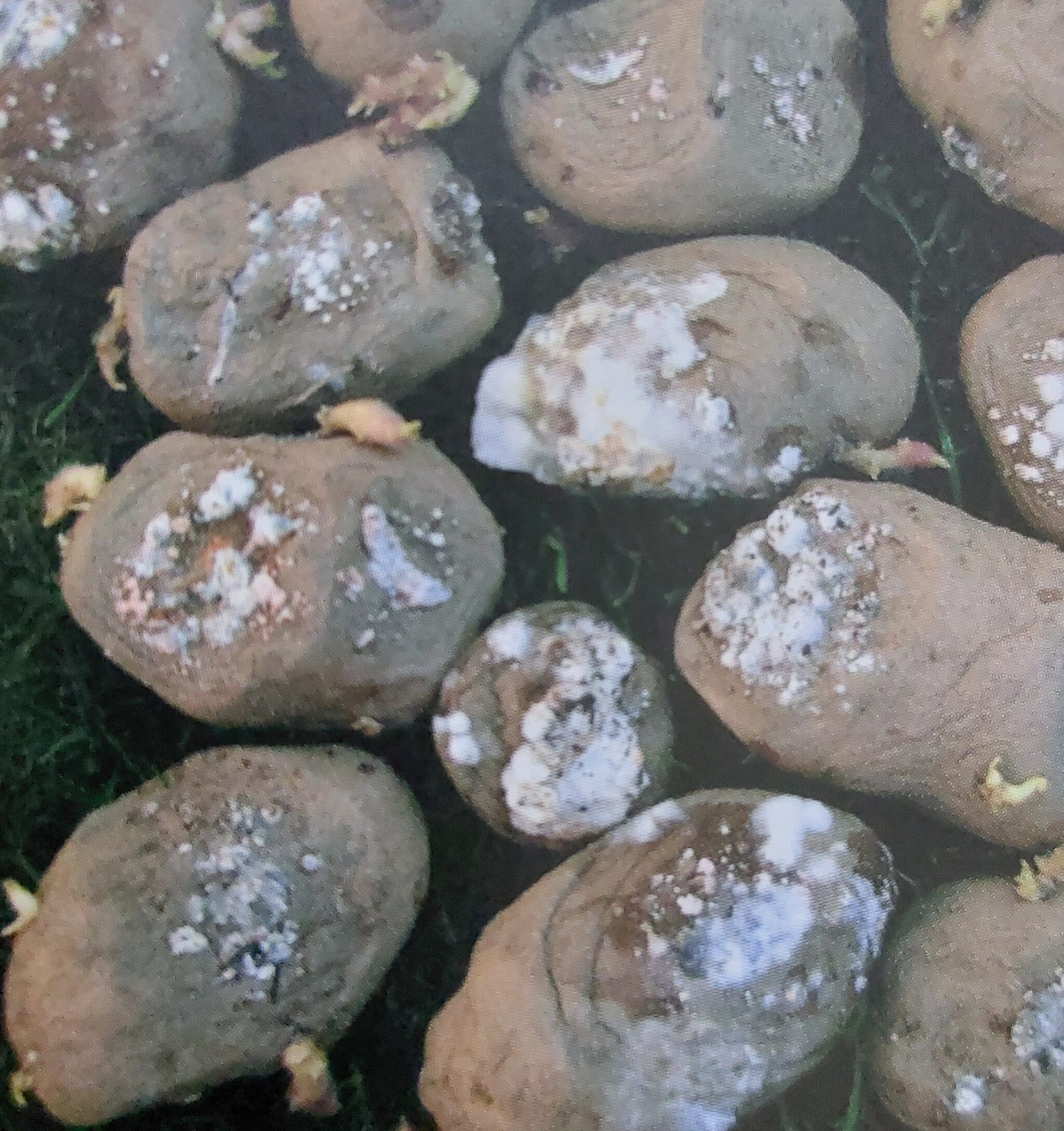Fusarium-Fäule der Kartoffeln - Erscheinungsformen an den Knollen