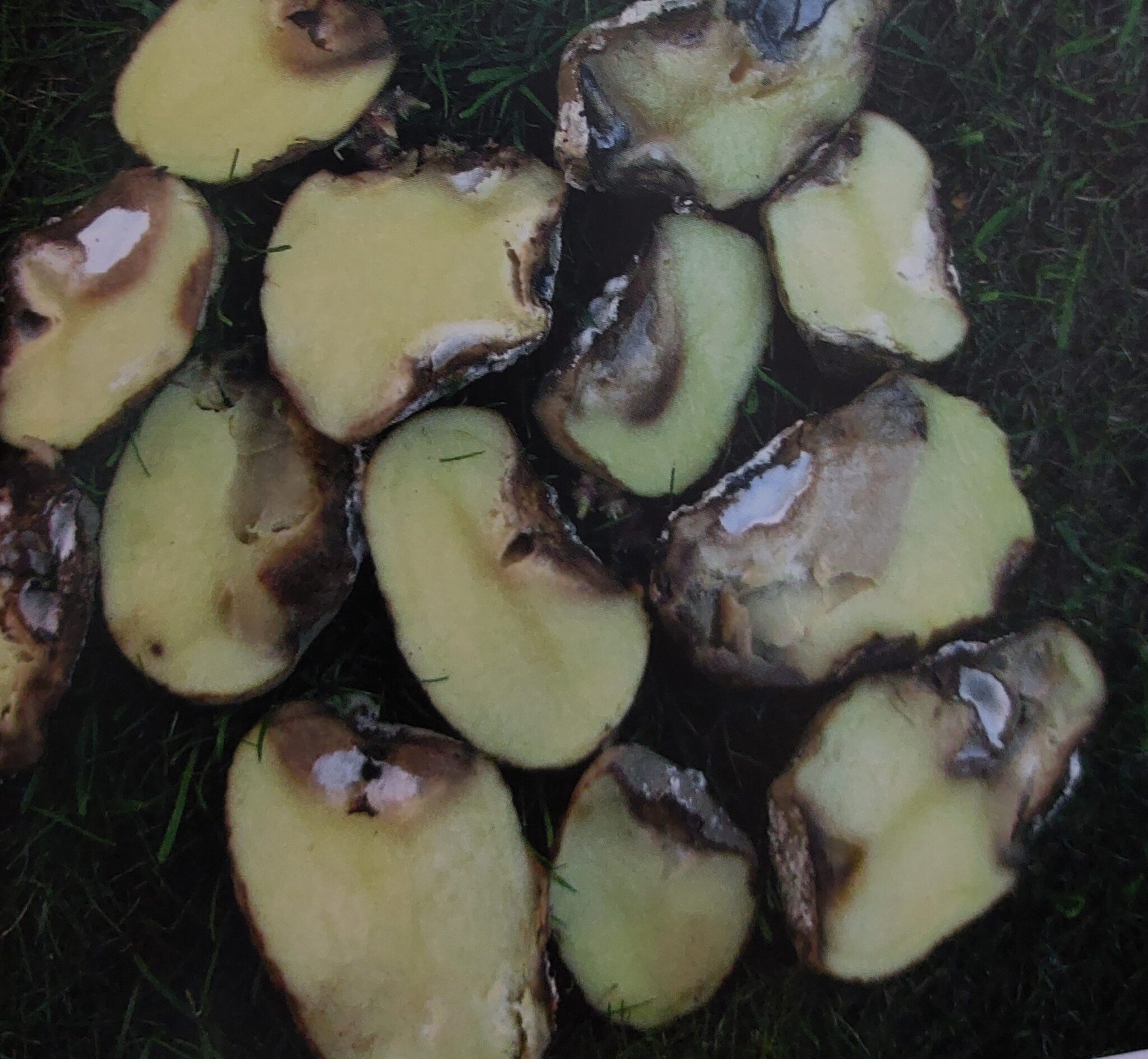 Fusarium-Fäule der Kartoffeln – Symptome an Knollen – Querschnitt