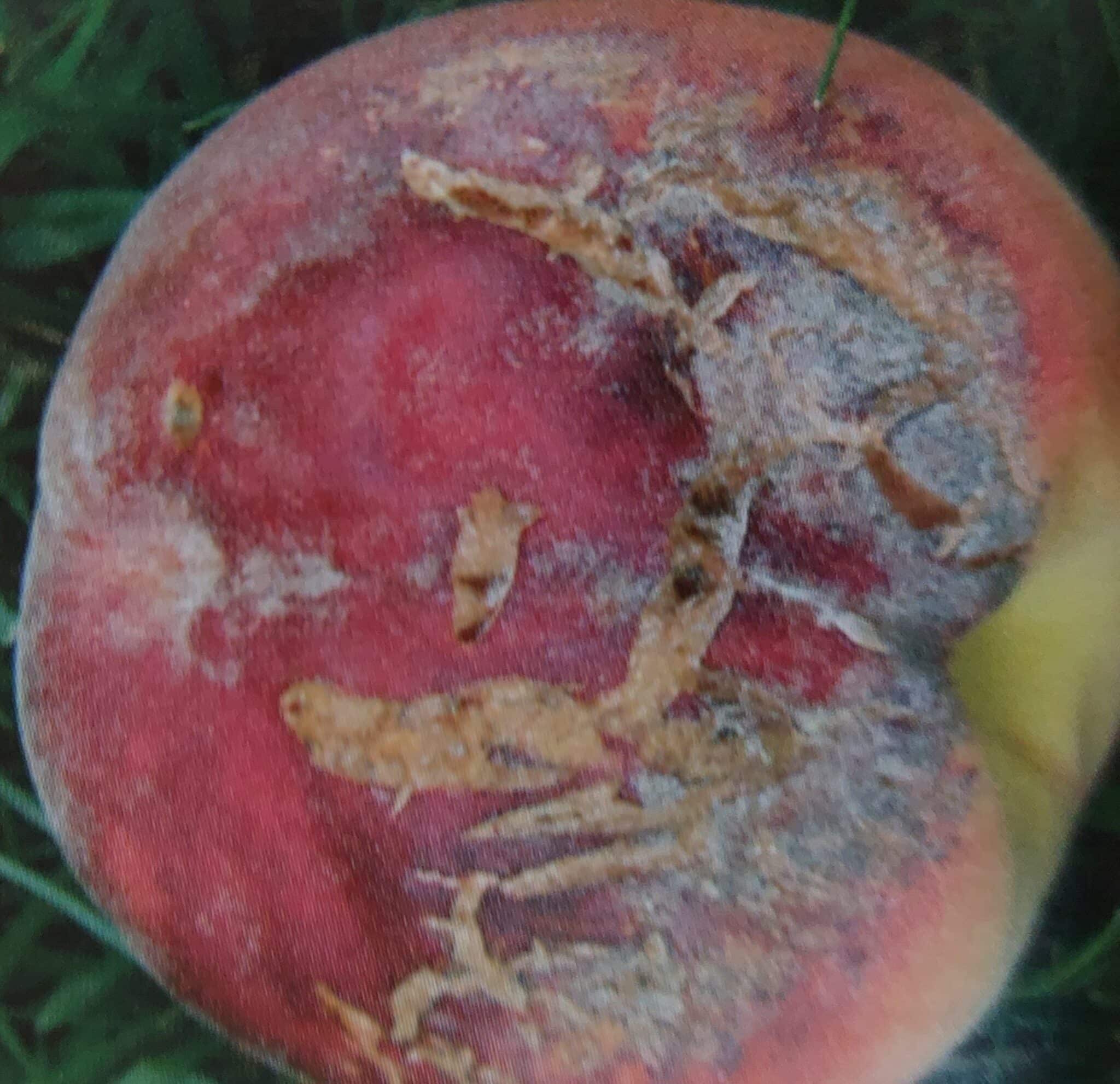 Schrotschusskrankheit – Symptome an der Pfirsichfrucht