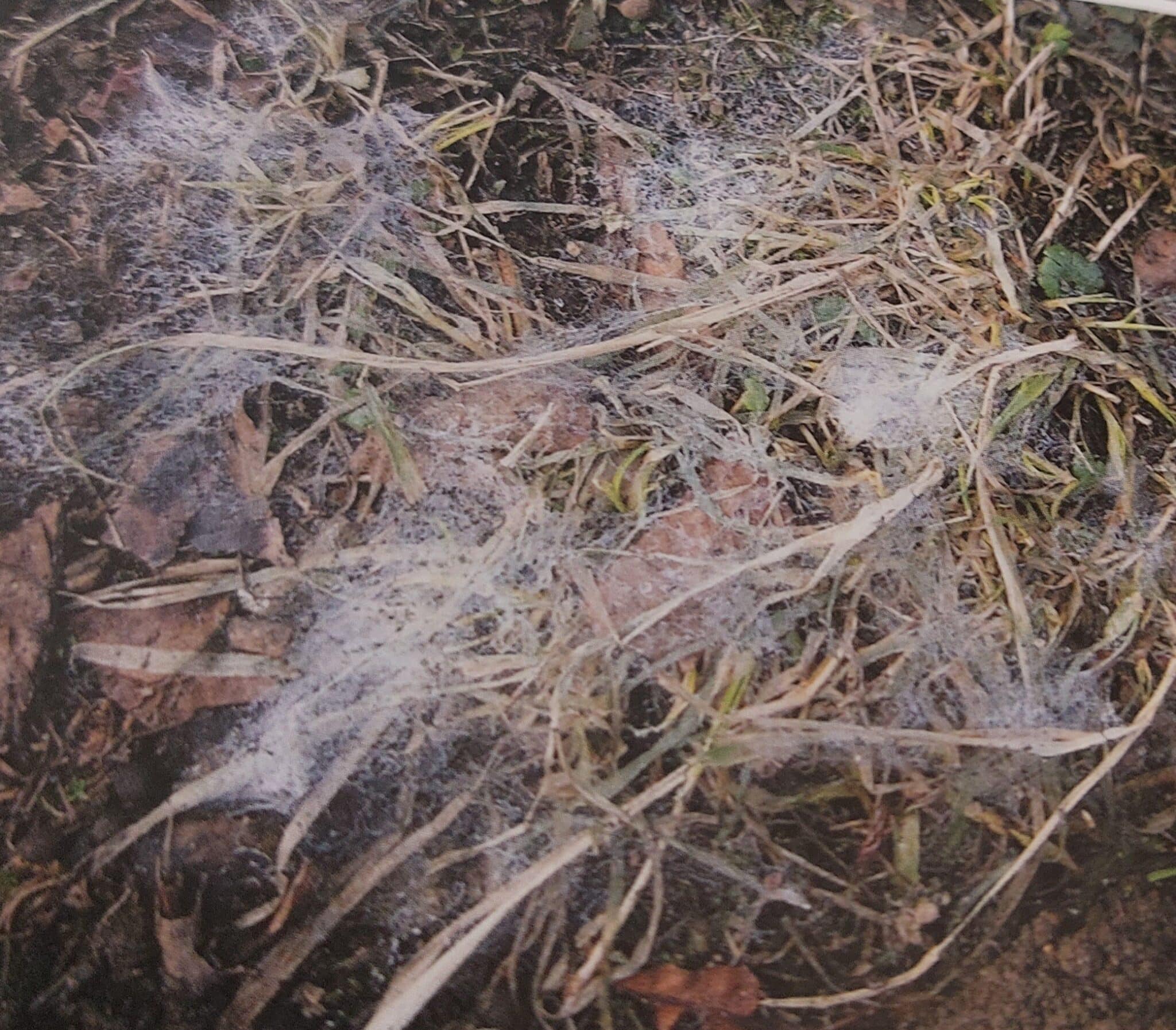 Schneeschimmel - Auftreten auf dem Rasen