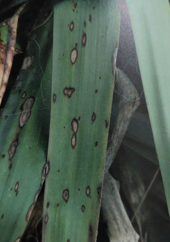Blattfleckenkrankheit der Yucca - Symptome an den Blättern