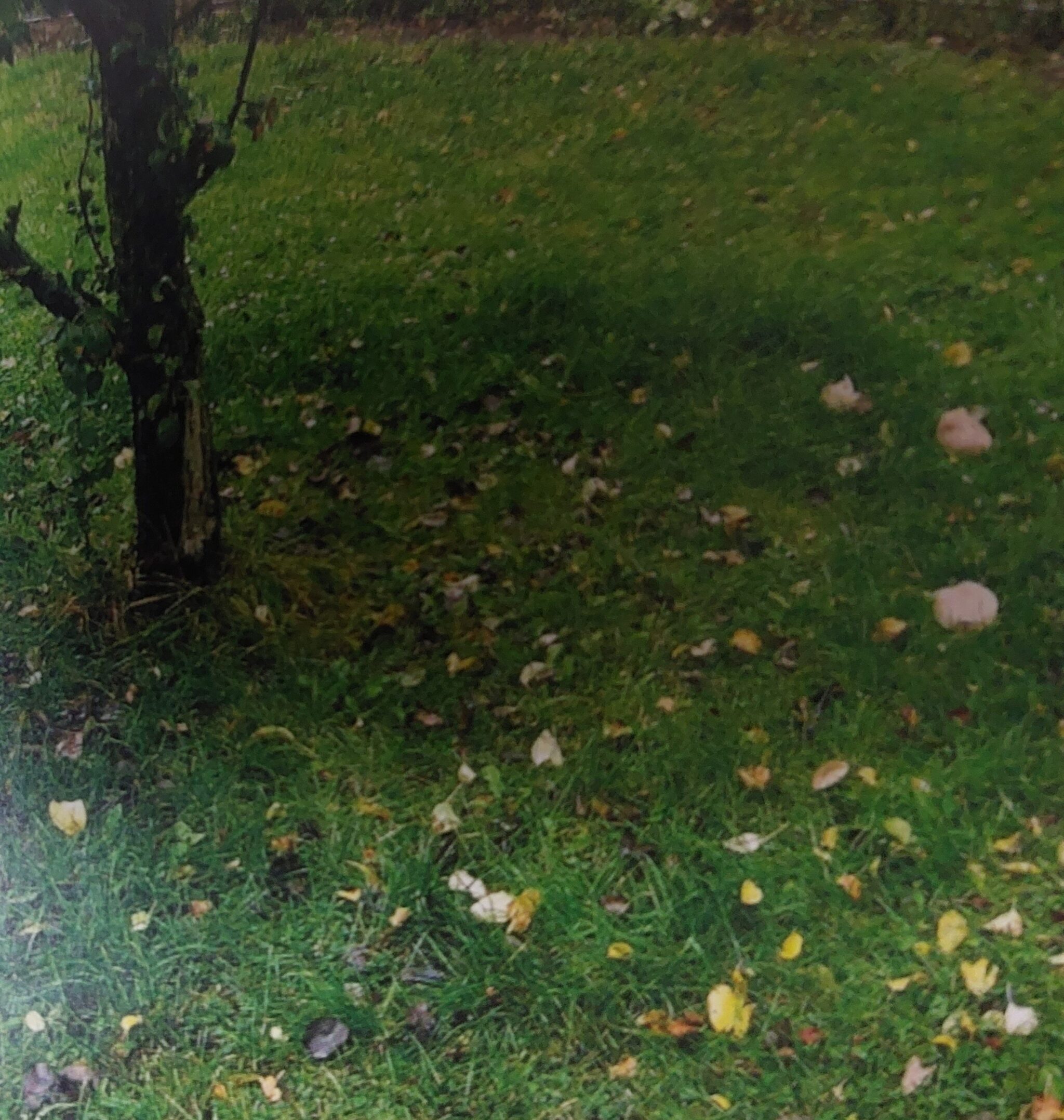Durch Pilze verursachte Hexenringe im Rasen