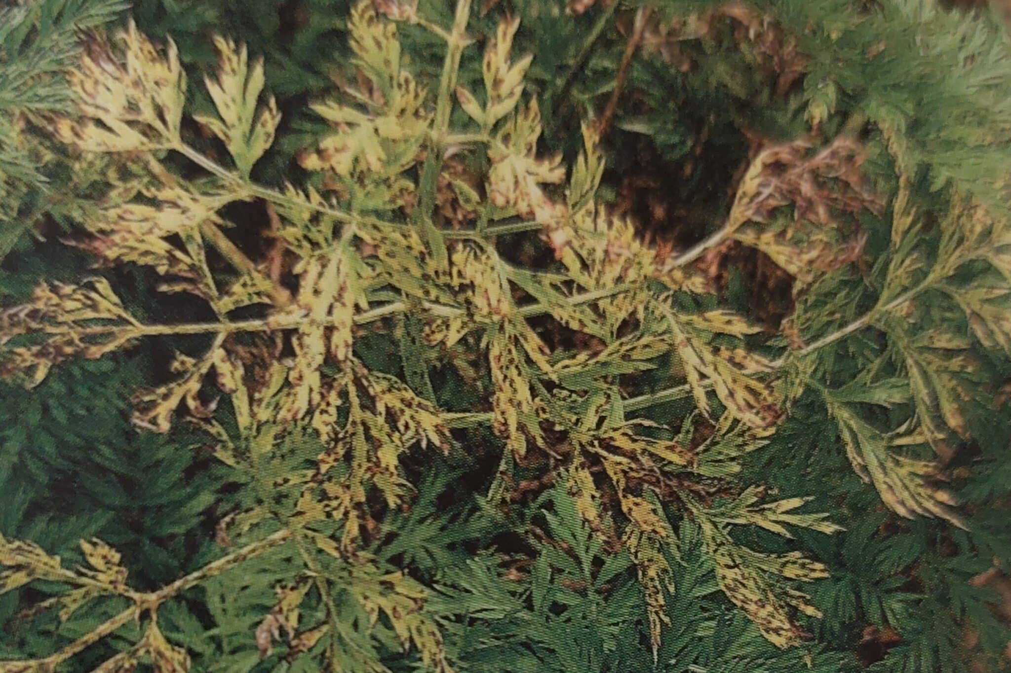 Alternaria-Blattfleckenkrankheit der Möhre