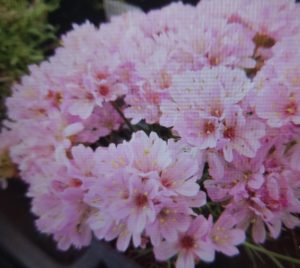 Wacholderblättrige Grasnelke mit hellrosa Blüten im Steingarten