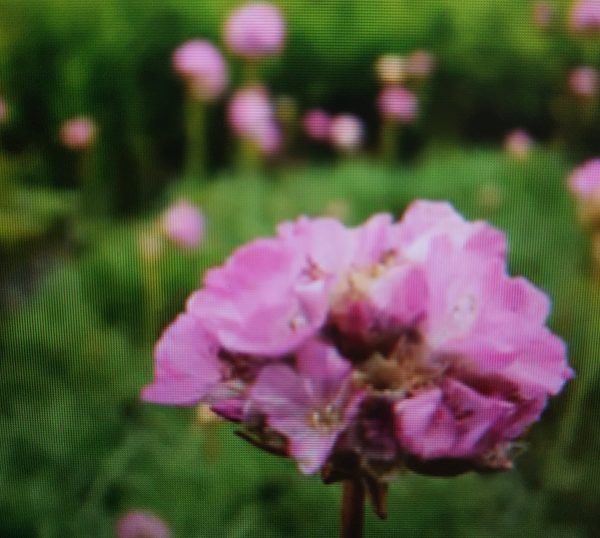 Strand-Grasnelke (Armeria maritima) mit rosa Blütenköpfchen