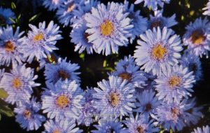 Dicht gefüllte, hellviolette Alpenaster-Blüten mit gelber Mitte
