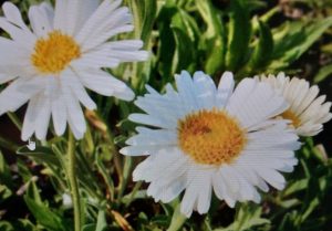 Weiße Alpenaster-Blüten mit gelber Mitte in Nahaufnahme