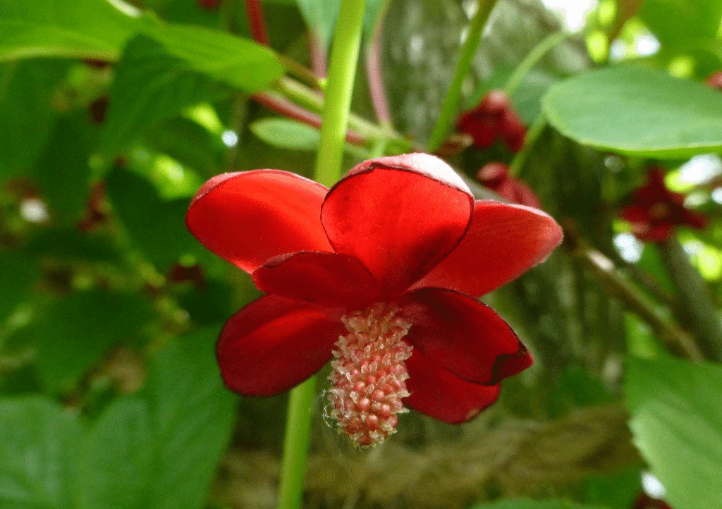 Schizandra rubriflora - Spaltkörbchen​