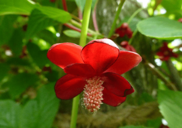 Rotblütiges Spaltkörbchen (Schisandra rubriflora) – dunkel karminrote Blüten an langen Stielen