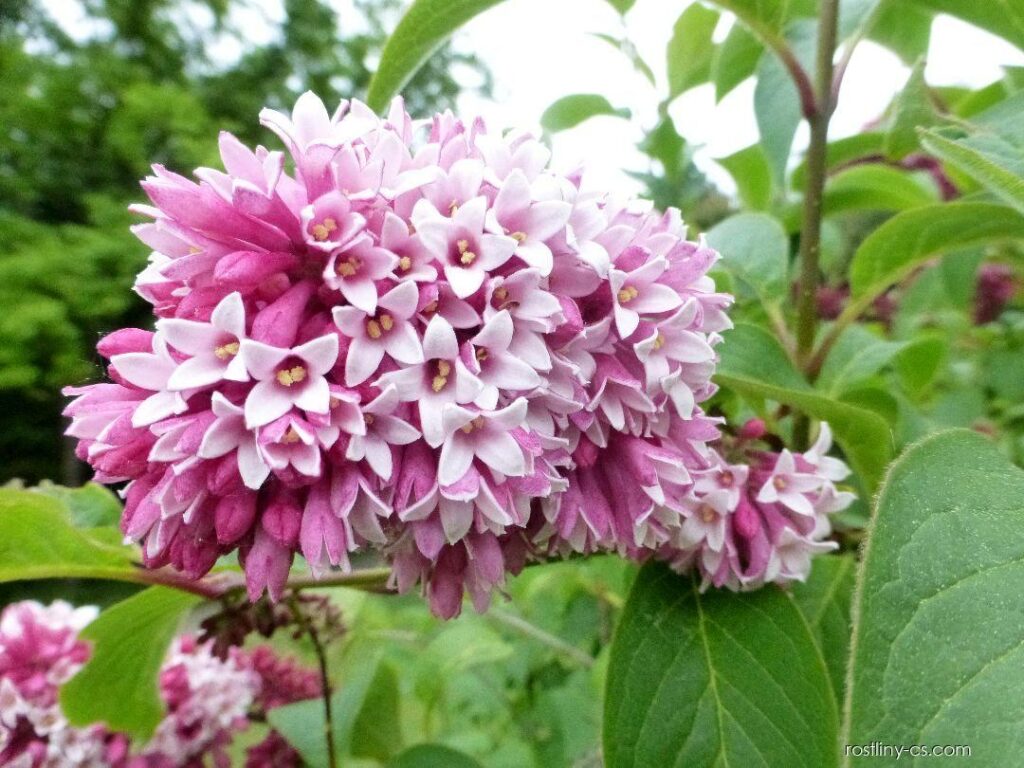 Überhängender Flieder (Syringa reflexa)​