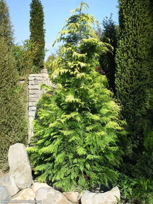 Lawsons Scheinzypresse (Chamaecyparis lawsoniana)​