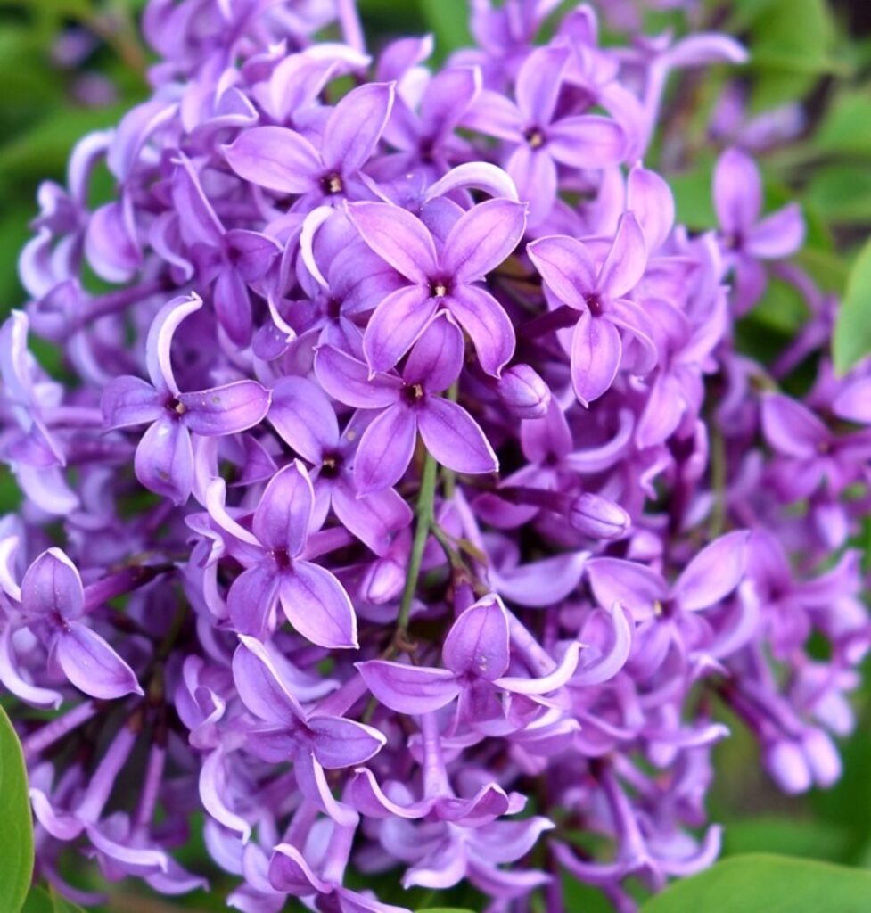 Chinesischer Flieder (Syringa x chinensis)​