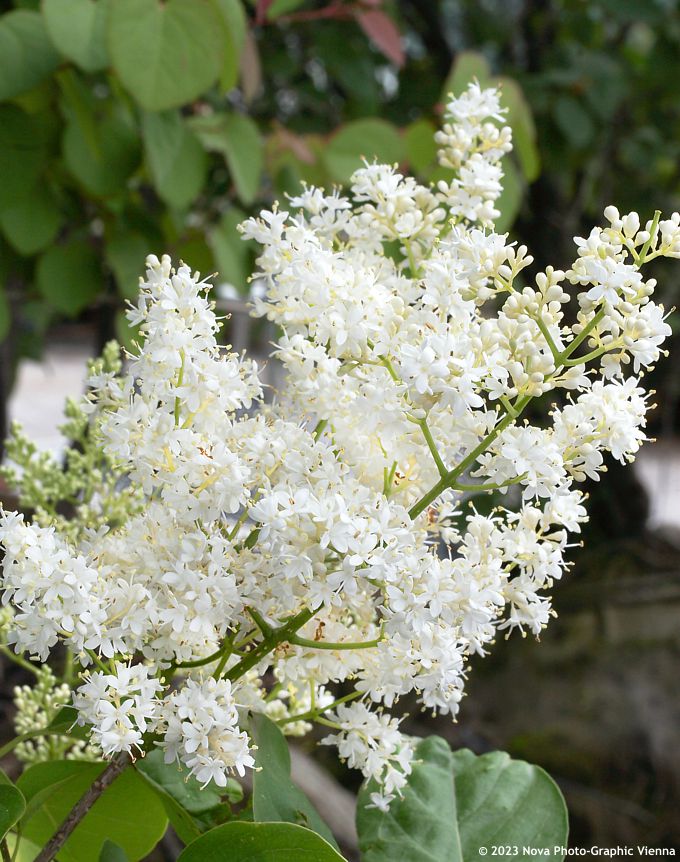 Japanischer Flieder (Syringa reticulata)​