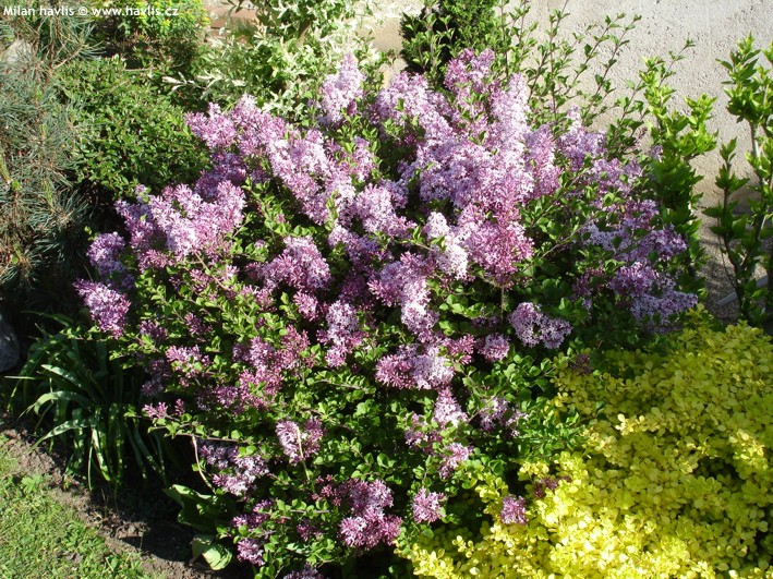 Meyerscher Flieder (Syringa meyeri)​