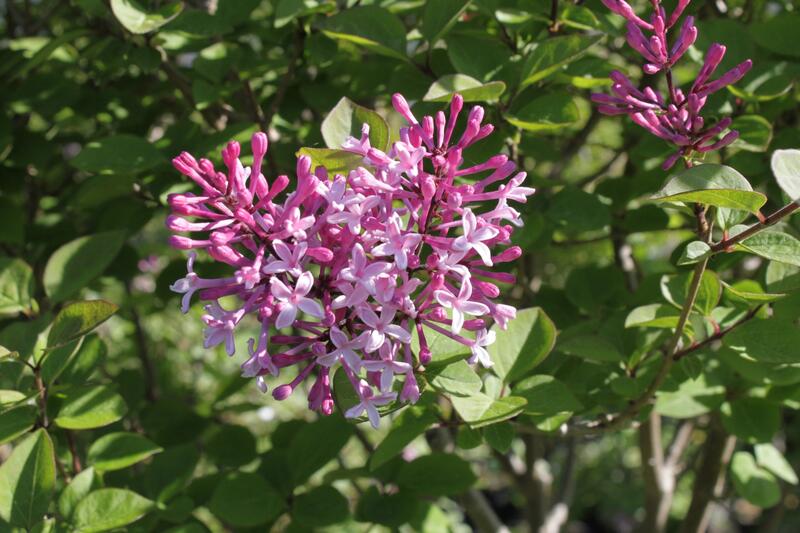 Kleinblättriger Flieder (Syringa microphylla)​