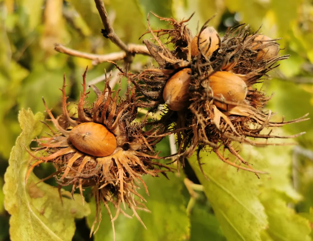 Früchte der Baumhasel (Corylus colurna) in tief zerschlitzter, drüsiger Hülle