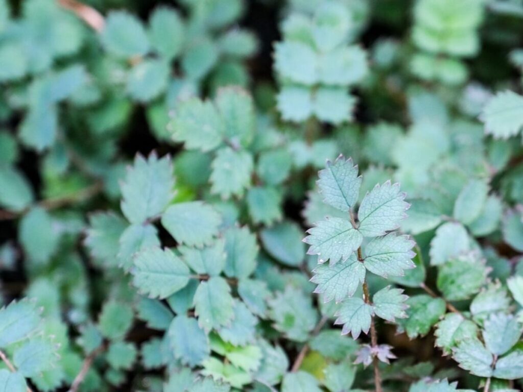 Acaena caesiiglauca